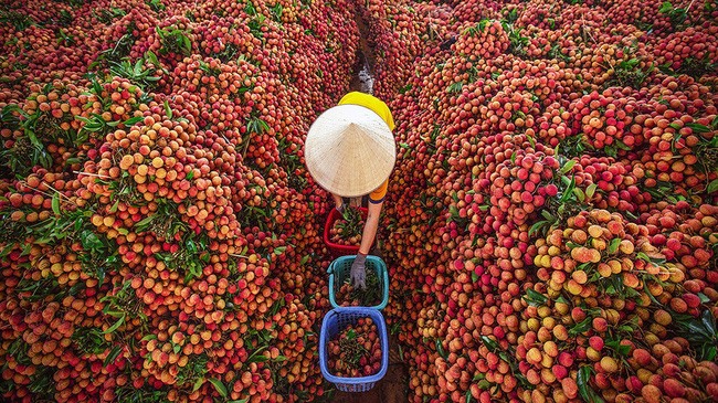 Export forecast is optimistic, no worries about lychee price drop