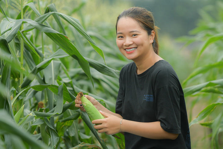 Một bạn trẻ thích thú khi trải nghiệm bắp siêu ngọt SSW18 ngay trên đồng ruộng