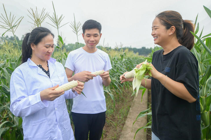 Trước khi tung ra thị trường, giống bắp siêu ngọt SSW18 đã đạt được 90% mong muốn của các nhà nghiên cứu. Những vấn đề như chất đất, khí hậu, quy trình canh tác của người nông dân sẽ được tiếp tục hoàn thiện