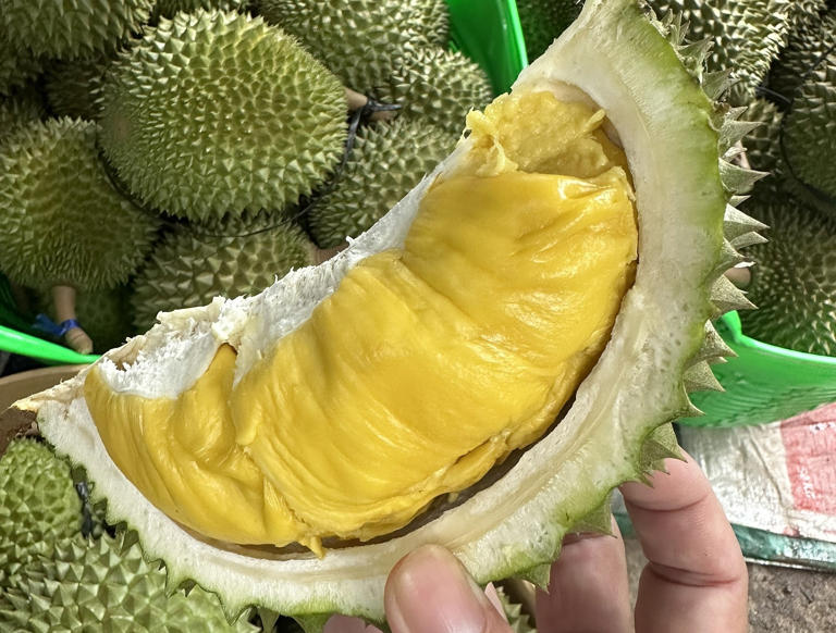 Sầu riêng Musang King tại nhà vườn ở Cần Thơ. Ảnh: Mạnh Khương