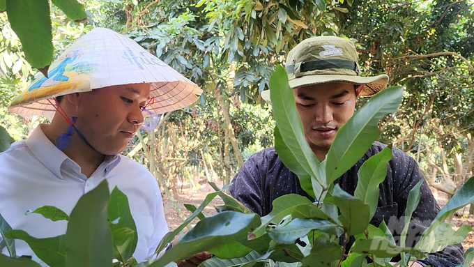 Các nhà khoa học của Viện Khoa học Kỹ thuật nông nghiệp miền Nam luôn bám sát vườn nhãn để hỗ trợ cho bà con canh tác theo quy trình VietGAP. Ảnh: Minh Sáng.