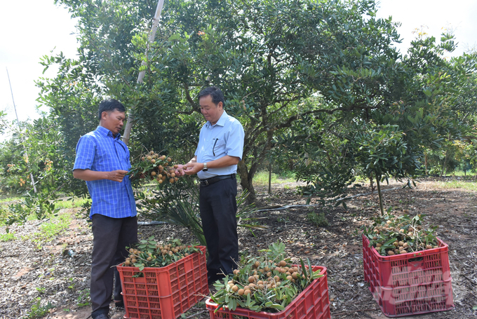 Nhãn Edor sản xuất đạt chứng nhận VietGAP, theo hướng hữu cơ sẽ tạo nhiều cơ hội để xuất khẩu. Ảnh: Minh Sáng.